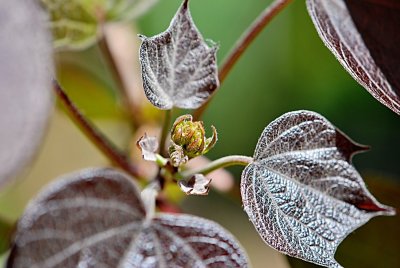 Catalpa x erubescens 'Purpurea' - katalpa křížená - jarní listy a pupen